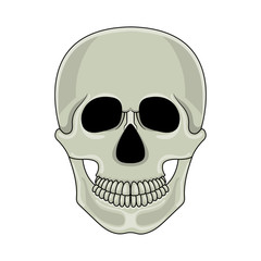 Skull isolated on white background. Cartoon human skull with jaw. Vector illustration for any design.