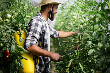 Man spraying tomato plant in greenhouse