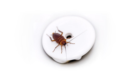 Cockroach at bottom of white urinal