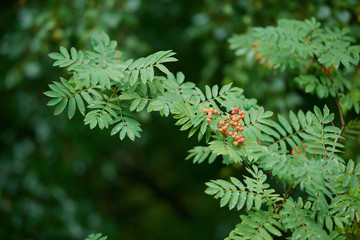 Branch with the berries of wild ash.