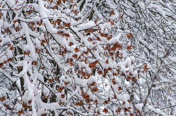Background of snow on the branches of trees