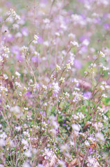 abstract blossom flowers on field