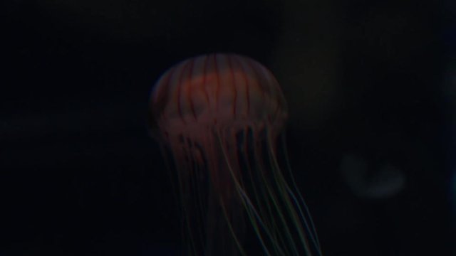 the graceful spatial movements of a jellyfish with light effect, 