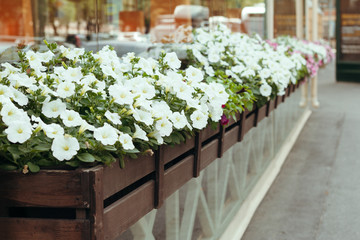 blooming white Petunia in a hanging retro planters on the street