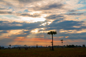 Evening weather, Silhouette sugar palm trees in the field with sun light are shone through the clouds look feel good.