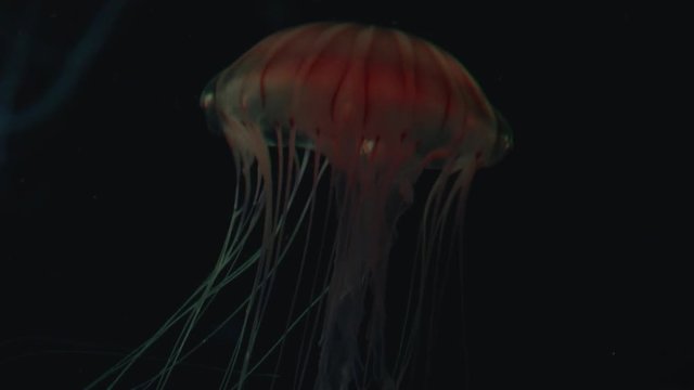 the graceful spatial movements of a jellyfish with light effect, 
