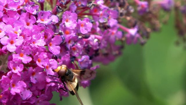 A hoverfly imitating a bumblebee (mimicry) crawling on the inflorescence of a violet butterfly bush (Buddleia)