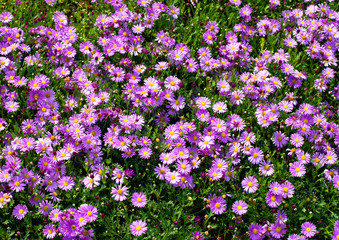 Obraz premium 菊の花