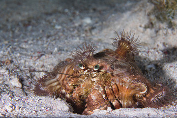 Red Sea anemone hermit crab (Dardanus tinctor) covered with Hermit Crab anemones (Calliactis...