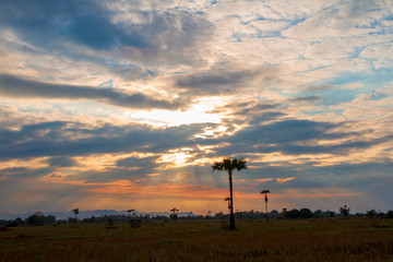 Obraz premium Evening weather, Silhouette sugar palm trees in the field with sun light are shone through the clouds look feel good.