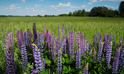 Fototapeta premium Field and lupins