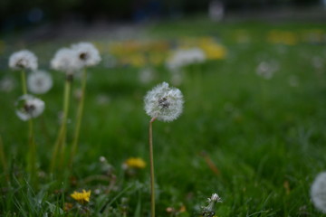 dandelion in the grass