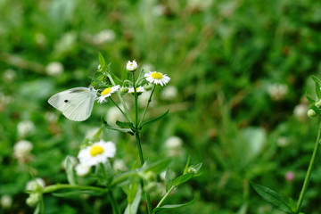 ヒメジョオンの白い花にモンシロチョウ