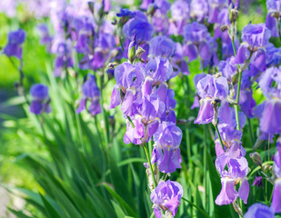 Colorful irises in the garden, perennial garden.