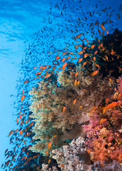 Fototapeta na wymiar Seascape of the coral reef and shoal of Lyretail anthias (Pseudanthias squamipinnis) surrounding soft coral with blue water in the background.