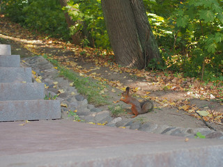 squirrel in city park with cookie in hands