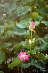 Beauty fresh pink lotus bud in middle pond. Peace scene of countryside in Vietnam. colorful of flowers, leaf and sunlight on background. Royalty high quality free stock image.