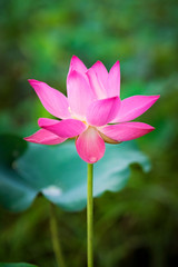 Obraz premium Beauty fresh pink lotus isolated in pond. Colorful of lotus, leaf and sunlight on background, Peace scene. Royalty high quality free stock image. Nation flower of Vietnam.