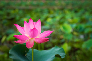 Obraz premium Beauty fresh pink lotus isolated in pond. Colorful of lotus, leaf and sunlight on background, Peace scene. Royalty high quality free stock image. Nation flower of Vietnam.