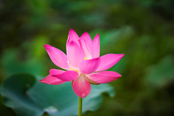 Fototapeta premium Beauty fresh pink lotus isolated in pond. Colorful of lotus, leaf and sunlight on background, Peace scene. Royalty high quality free stock image. Nation flower of Vietnam.