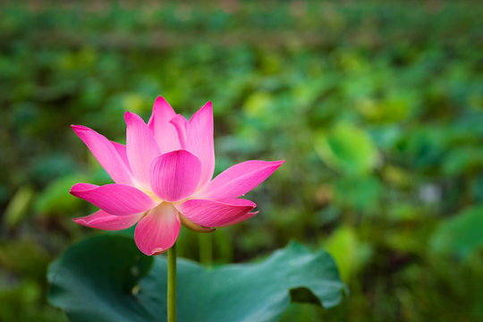 Beauty fresh pink lotus isolated in pond. Colorful of lotus, leaf and sunlight on background, Peace scene. Royalty high quality free stock image. Nation flower of Vietnam.