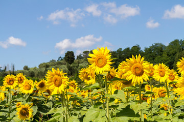 Fototapeta premium Cultivated lands near Florence: Growing of sunflower flowers in the midst of the fantastic Florentine countryside