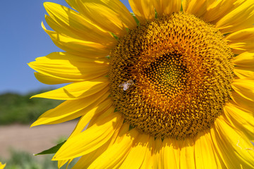 Cultivated lands near Florence: Growing of sunflower flowers in the midst of the fantastic Florentine countryside
