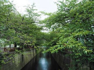 Fototapeta na wymiar the Meguro river in Japan