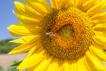 Cultivated lands near Florence: Details of sunflower flowers with bee in the midst of the fantastic Florentine countryside