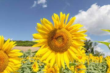Fototapeta premium Cultivated lands near Florence: Growing of sunflower flowers in the midst of the fantastic Florentine countryside