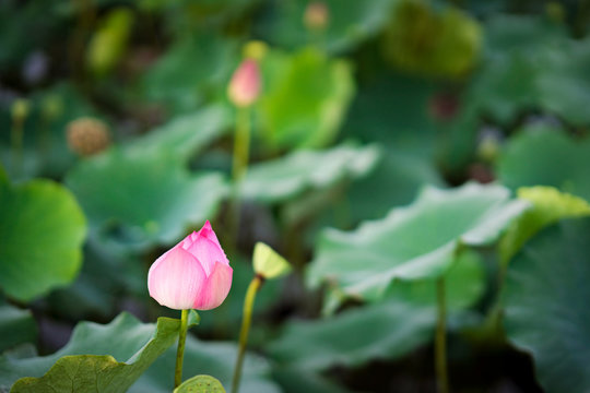 Beauty fresh pink lotus bud in middle pond. Peace scene of countryside in Vietnam. colorful of flowers, leaf and sunlight on background. Royalty high quality free stock image.