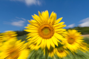 Fototapeta premium Cultivated lands near Florence: Growing of sunflower flowers in the midst of the fantastic Florentine countryside