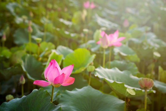 Beauty fresh pink lotus in middle pond. lotus bud, leaf, and sunlight on background. Peace scene in countryside of Vietnam. Royalty high quality free stock image. 