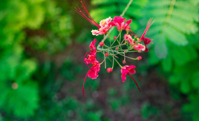 Beautiful flower in the garden on blurred background