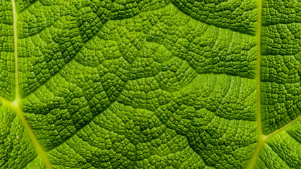 Abstract of a detailed part of a living Gunnera (Gunnera manicata) plant. Close up of leaf surface showing  veins and textures. Vibrant green landscape image. 