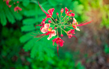 Beautiful flower in the garden on blurred background