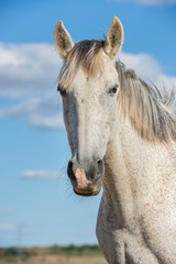 Portrait of a white grey horse looking at camera. Blue sky. Vertical. No people. Copyspace.
