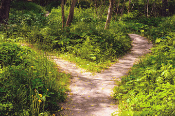 In the forest in summer the wide pedestrian track forked on two small footpaths