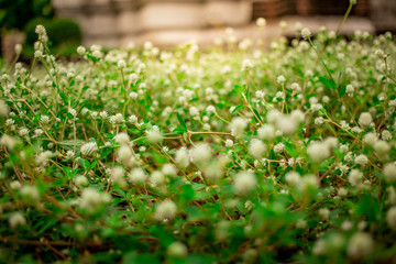 Soft focus beautiful flower texture in garden on blurred background.