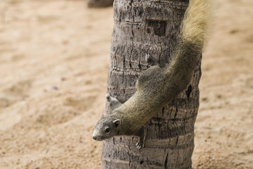 squirrel on palm