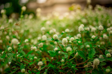 Soft focus beautiful flower texture in garden on blurred background.