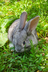 Baby rabbit