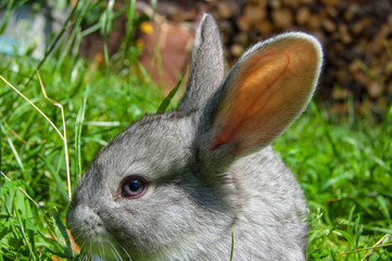Baby rabbit