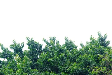 Tropical tree leaves with branches on white isolated background for green foliage backdrop 