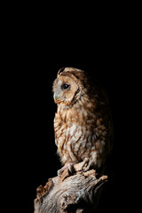 Fototapeta premium Stunning portrait of Tawny Owl Strix Aluco isolated on black in studio setting with dramatic lighting