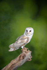 Stunning portrait of Snowy Owl Bubo Scandiacus in studio setting with mottled green nature background