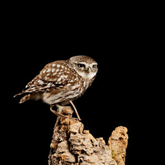 Stunning portrait of Little Owl Athena Noctua in studio setting with black background and dramatic lighting
