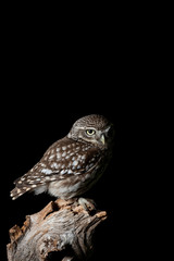 Stunning portrait of Little Owl Athena Noctua in studio setting with black background and dramatic lighting