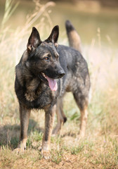 training of german shepherd