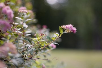 flowering bushes close-up with blurred background and bokeh